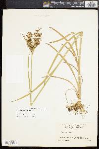 Juncus biflorus image