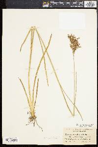 Juncus biflorus image