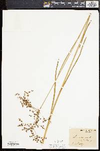 Juncus biflorus image