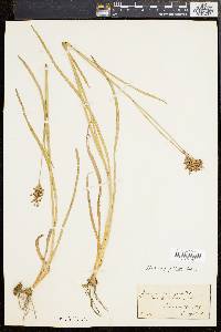 Juncus biflorus image