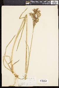 Juncus biflorus image