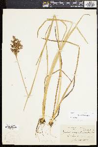 Juncus biflorus image