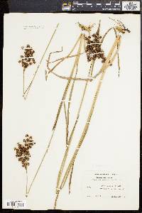 Juncus biflorus image