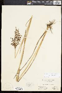 Juncus biflorus image