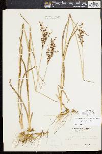 Juncus biflorus image