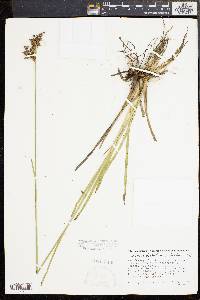 Juncus biflorus image