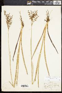 Juncus biflorus image