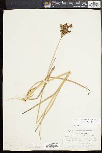 Juncus biflorus image