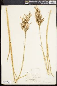 Juncus biflorus image