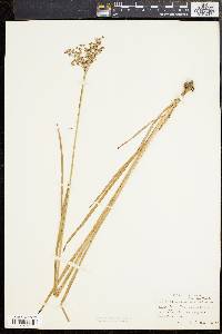 Juncus biflorus image