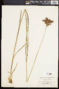 Juncus biflorus image