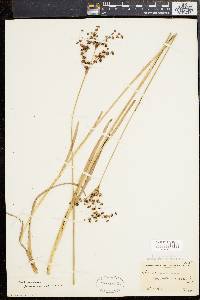 Juncus biflorus image