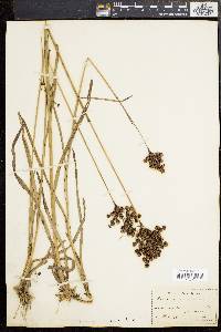 Juncus biflorus image