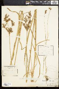 Juncus biflorus image