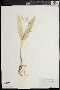 Image of Tolumnia variegata