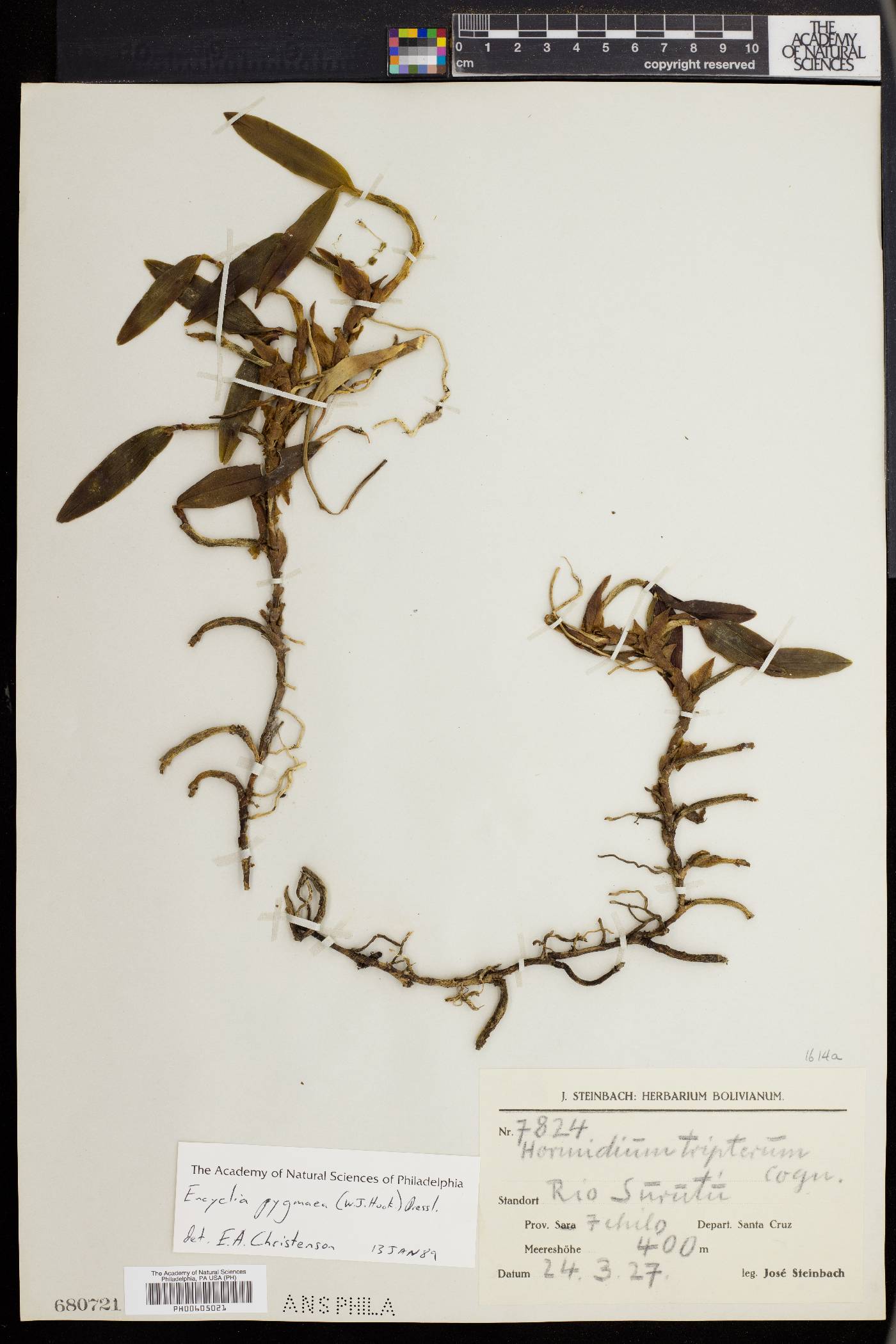 Encyclia pygmaea image