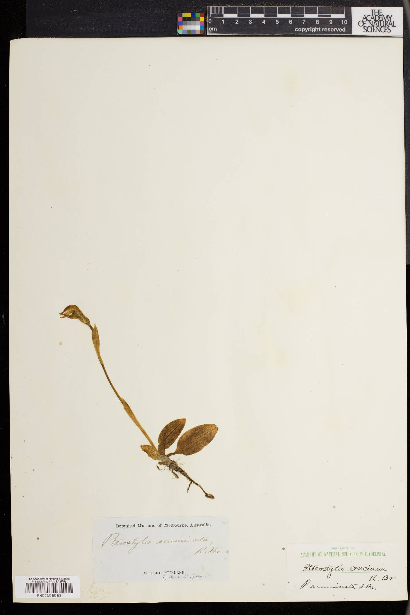 Pterostylis acuminata image