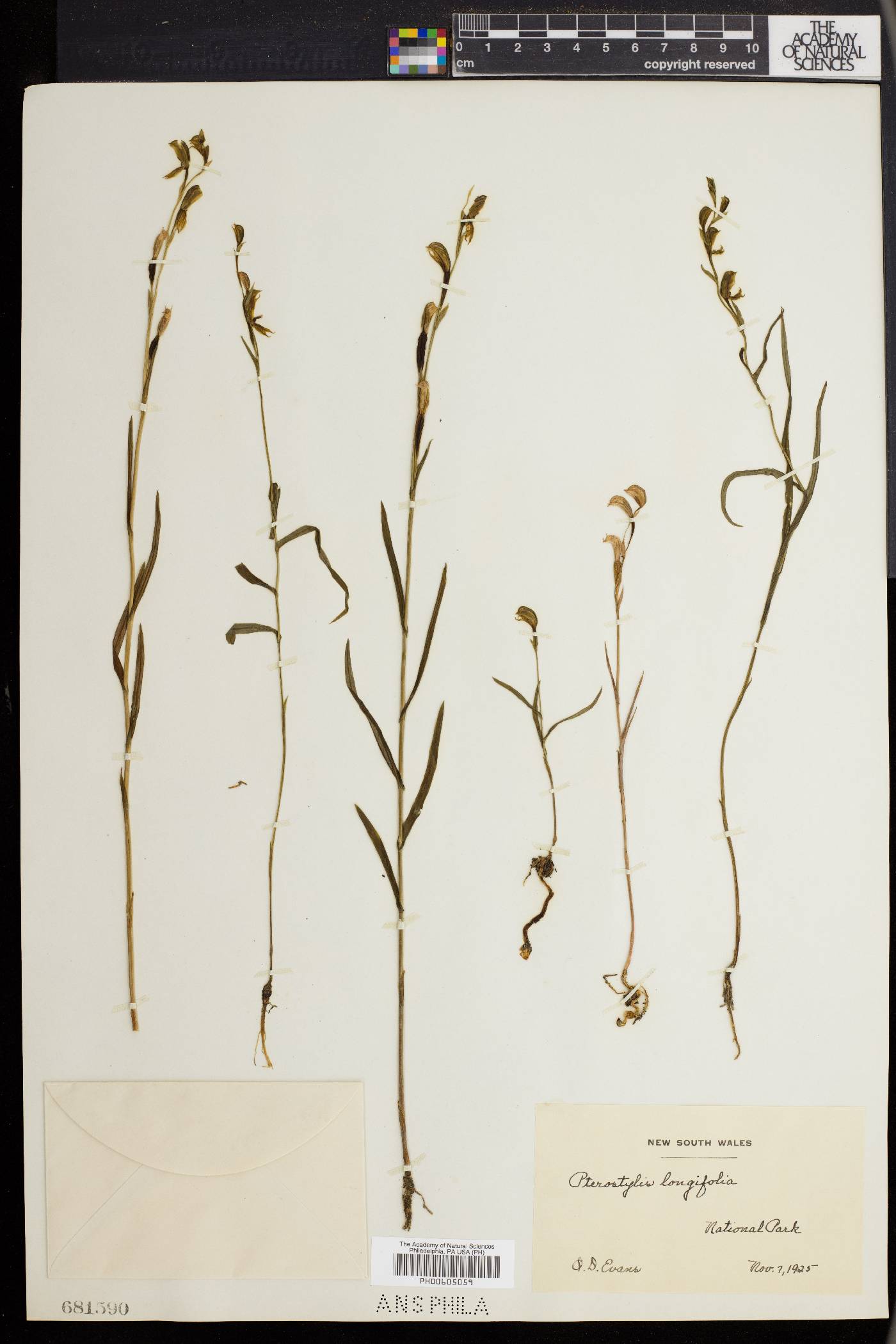 Pterostylis longifolia image