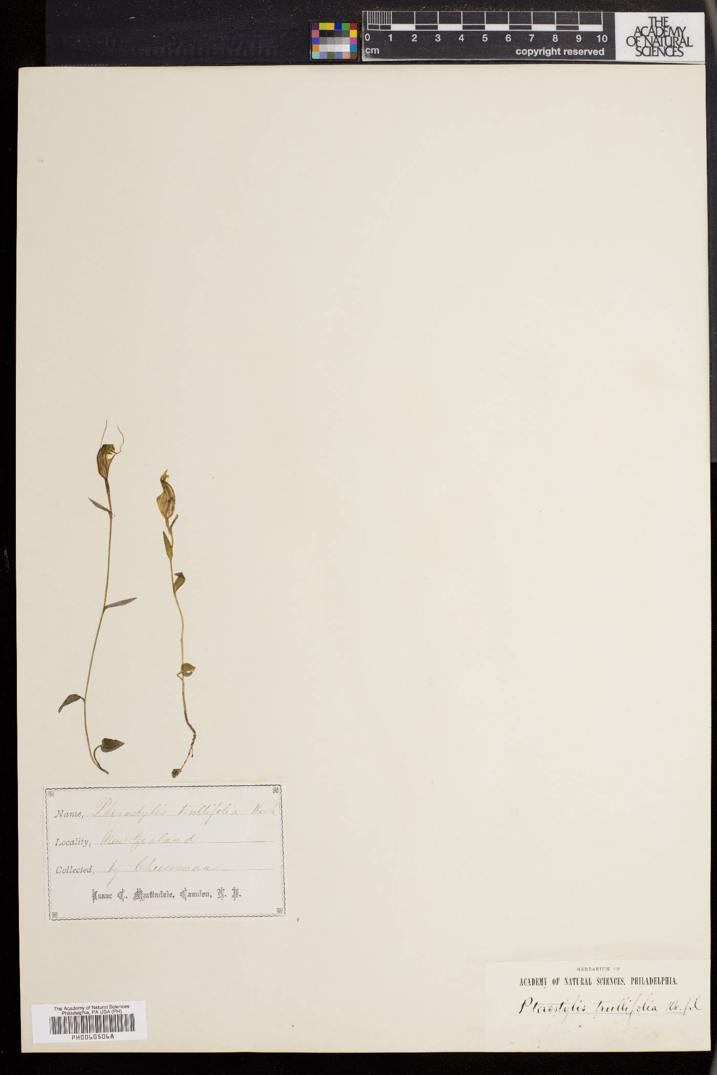 Pterostylis trullifolia image