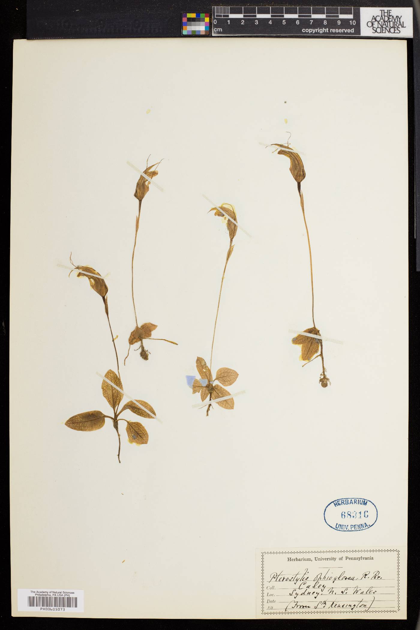 Pterostylis ophioglossa image