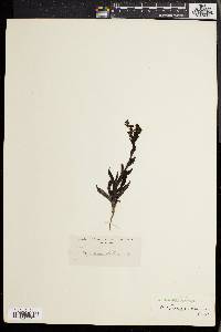 Image of Pterygodium alatum