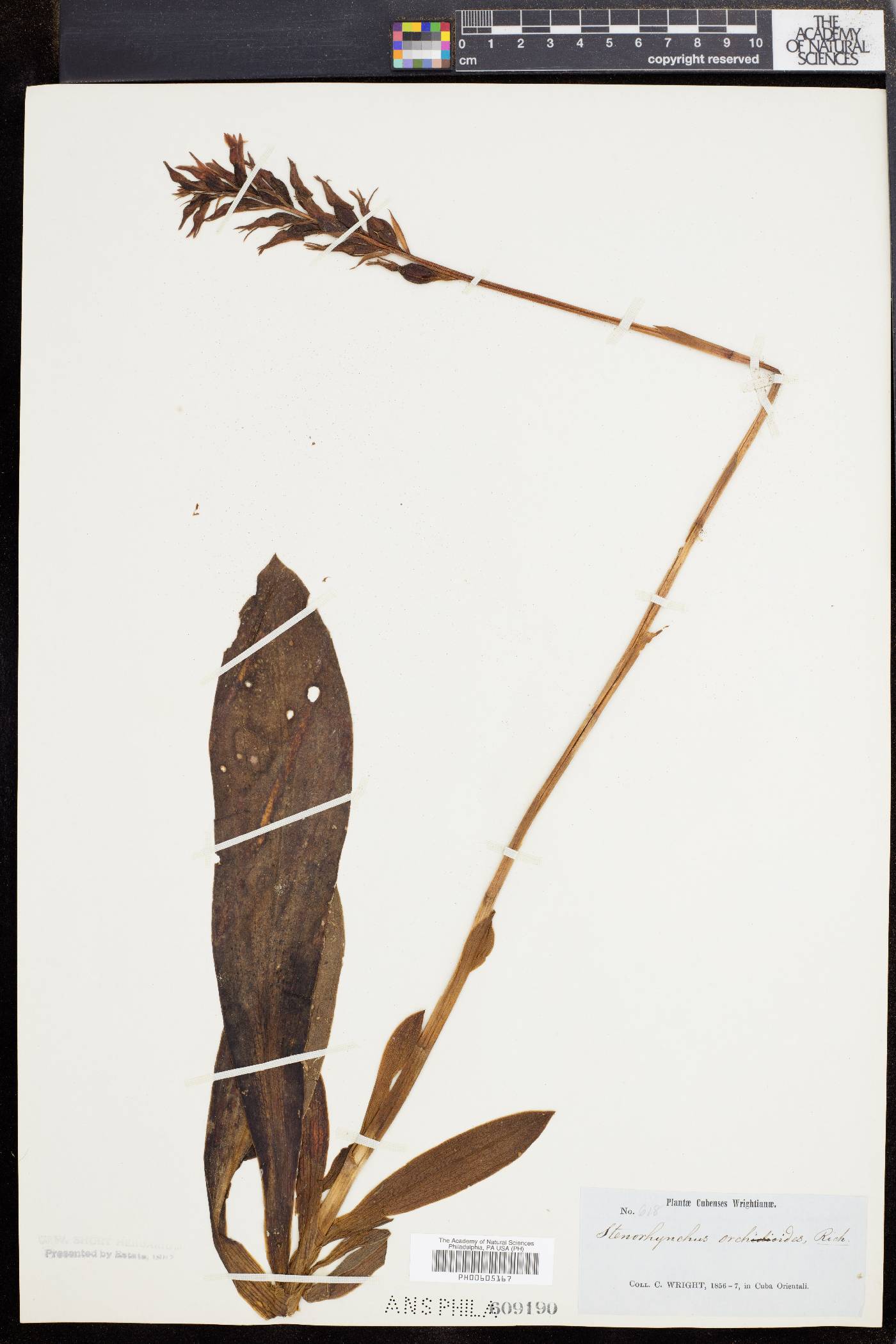Stenorrhynchos lanceolatum var. lanceolatum image