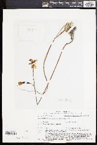 Spathoglottis pubescens image