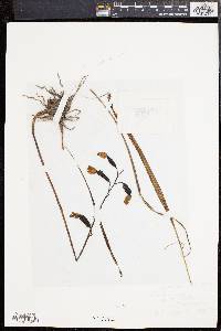Spathoglottis pubescens image