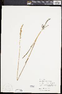 Spiranthes praecox image