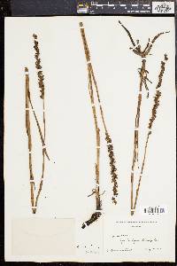 Spiranthes vernalis image