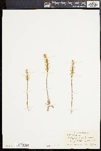 Spiranthes magnicamporum image