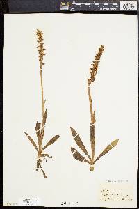 Spiranthes romanzoffiana image