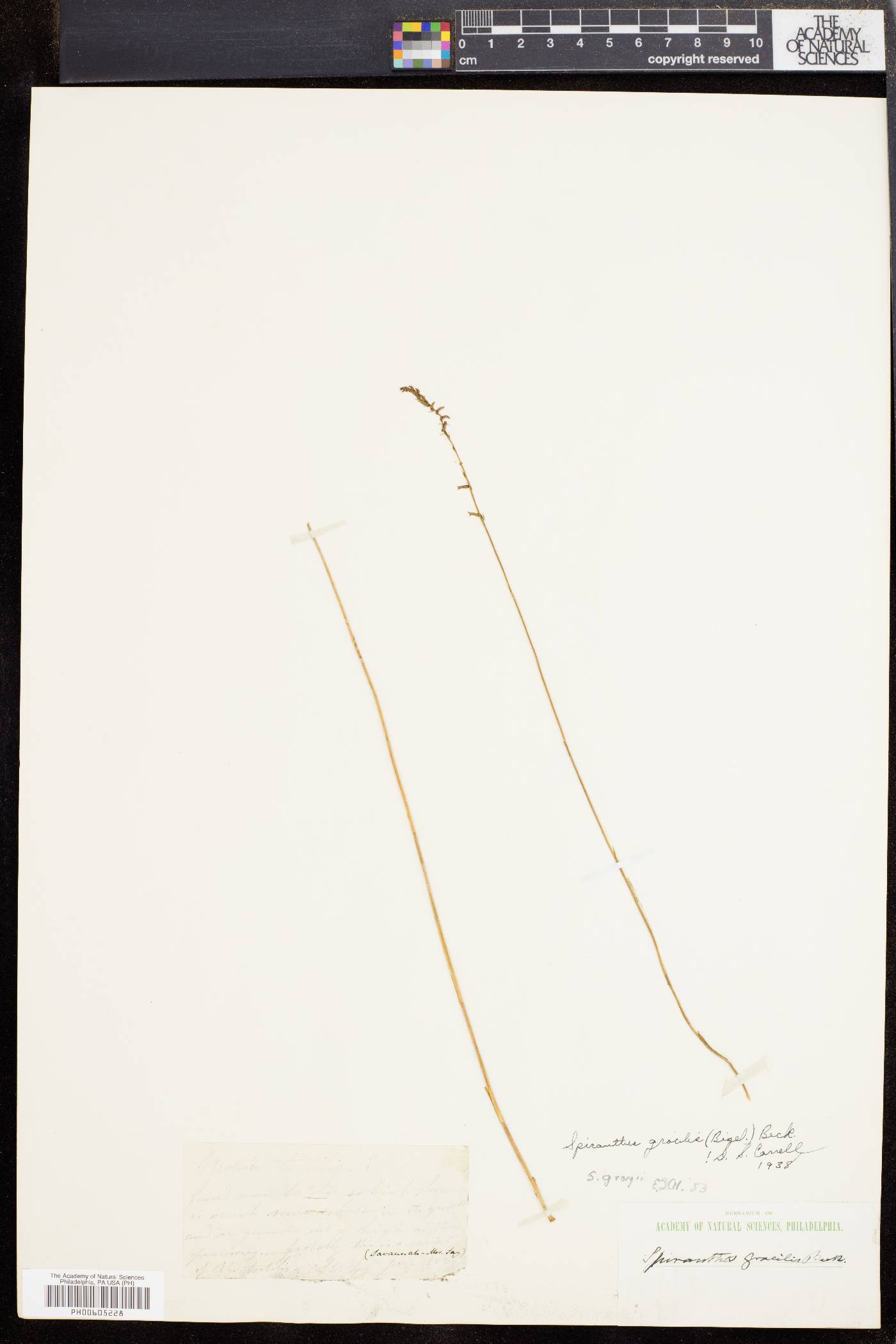 Spiranthes beckii image