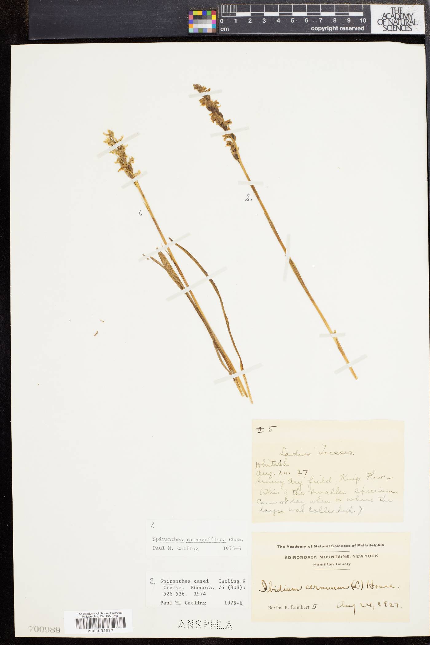 Spiranthes casei image
