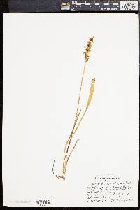 Spiranthes cernua image