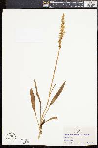 Spiranthes cernua image