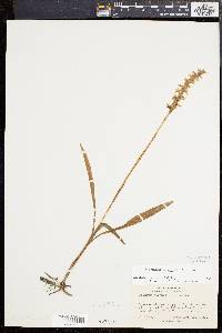 Spiranthes cernua image