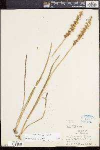 Spiranthes cernua image