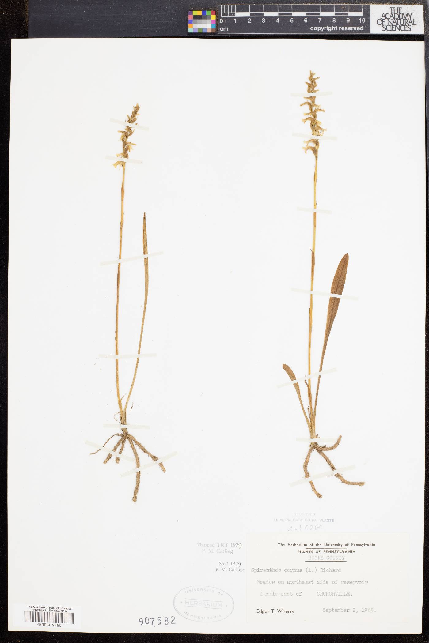 Spiranthes ochroleuca image