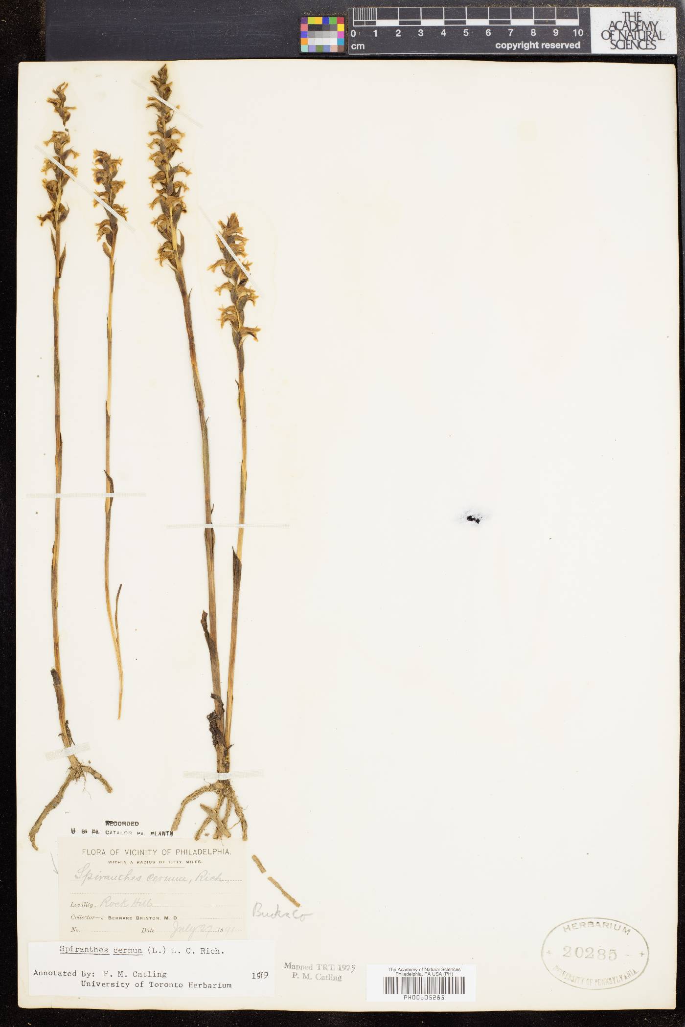 Spiranthes ochroleuca image