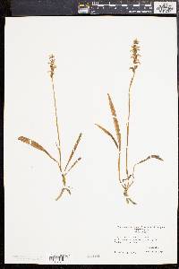 Spiranthes cernua image