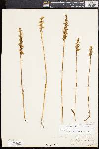 Spiranthes cernua image