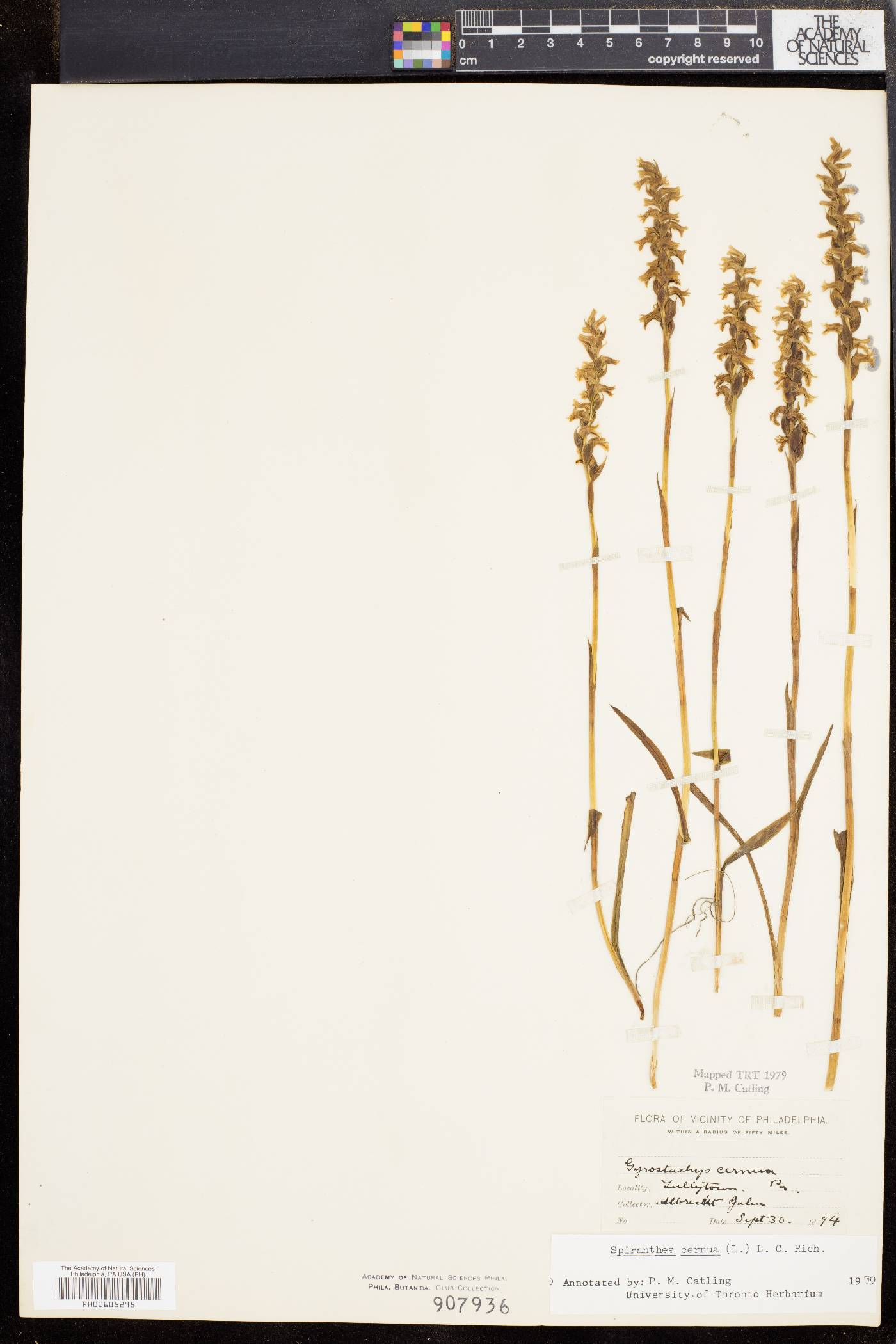 Spiranthes ochroleuca image