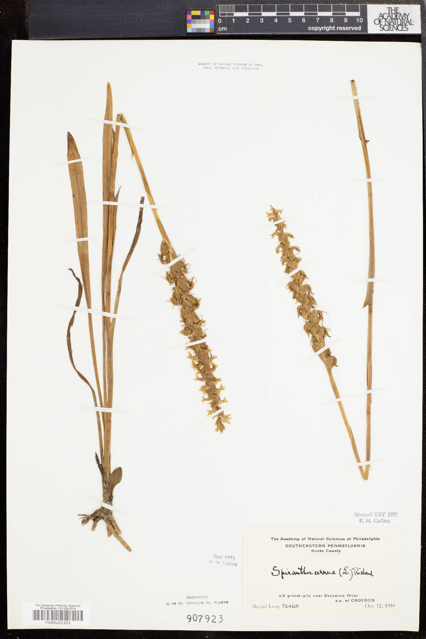 Spiranthes ochroleuca image