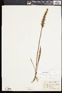 Spiranthes cernua image