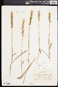 Spiranthes cernua image