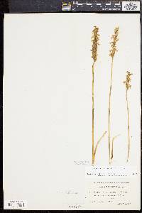 Spiranthes cernua image