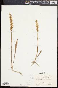 Spiranthes cernua image