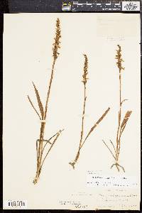 Spiranthes cernua image