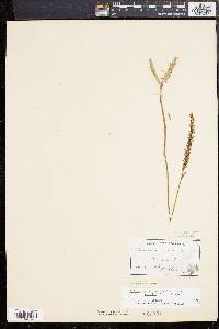 Spiranthes lacera image